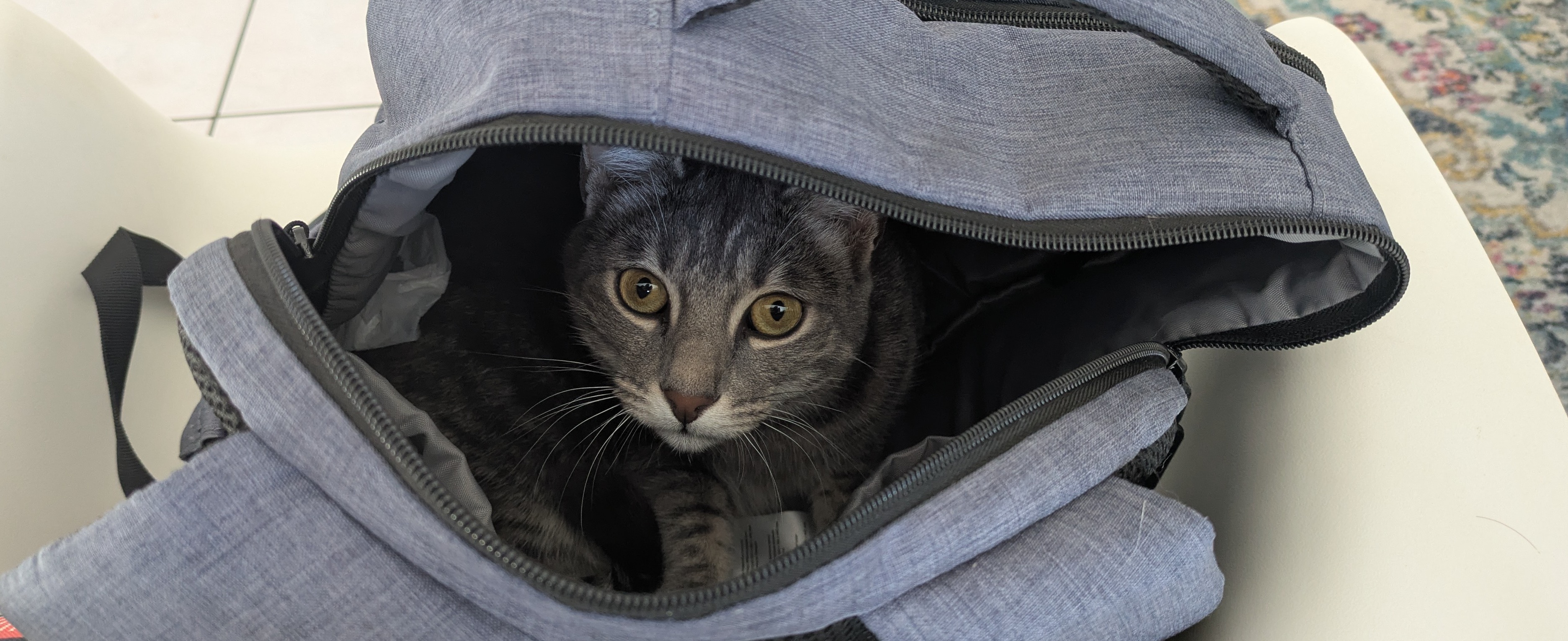 A photo of my cat Salsa